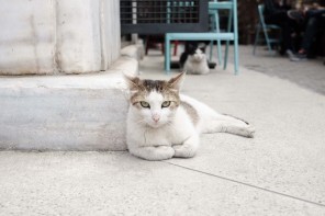 The Happy Street Cats of Turkey